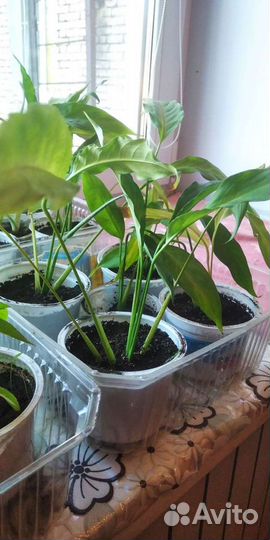 Спатифиллюм