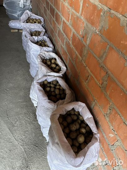 Картофель семенной