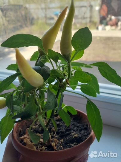 Перец (острый комнатный)