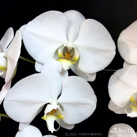 Орхидея Sogo Yukidian