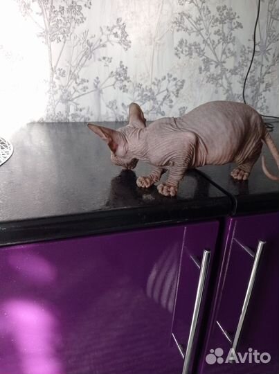 Канадский сфинкс