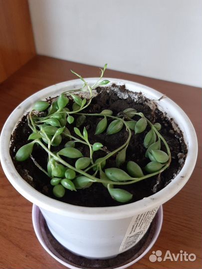 Крестовник