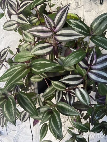 Традесканция