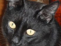 Черная кошка Юна, 7 месяцев, в добрые руки