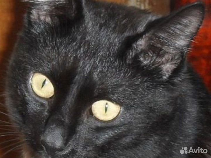 Черная кошка Юна, 7 месяцев, в добрые руки