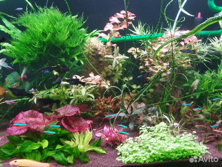 Аквариумные растения