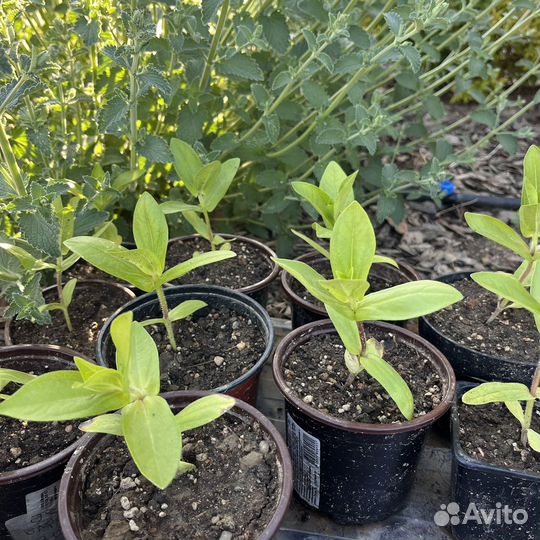 Циния рассада