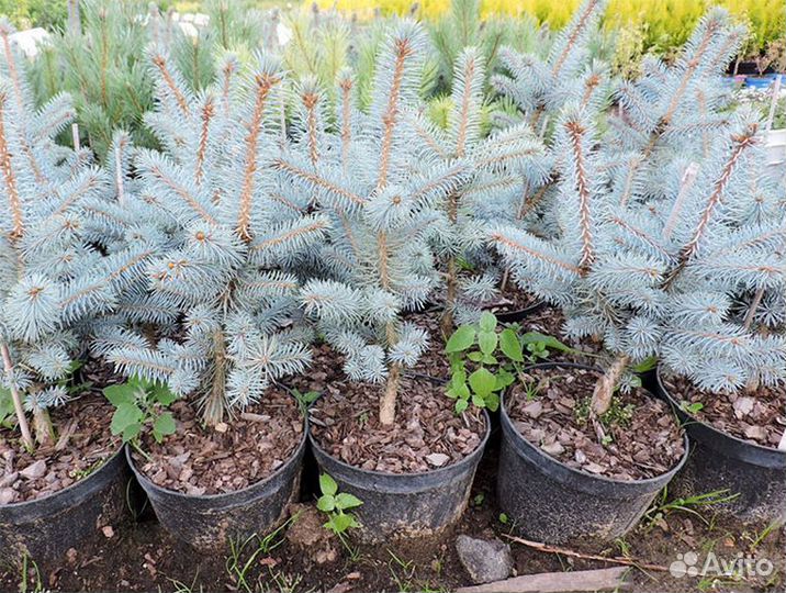 Ель голубая