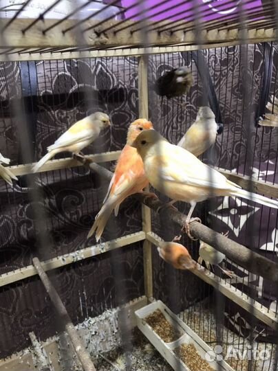 Канарейка амадины