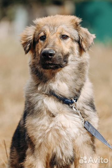 Кавказская овчарка метис щенок