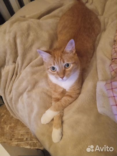 Котосемья ищет новый дом