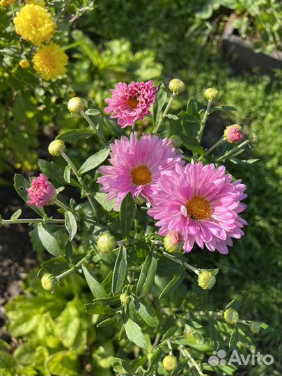 Садовые растения Хризантемы