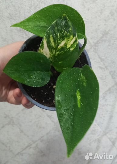 Сингониум, филодендрон, сциндапсус и др