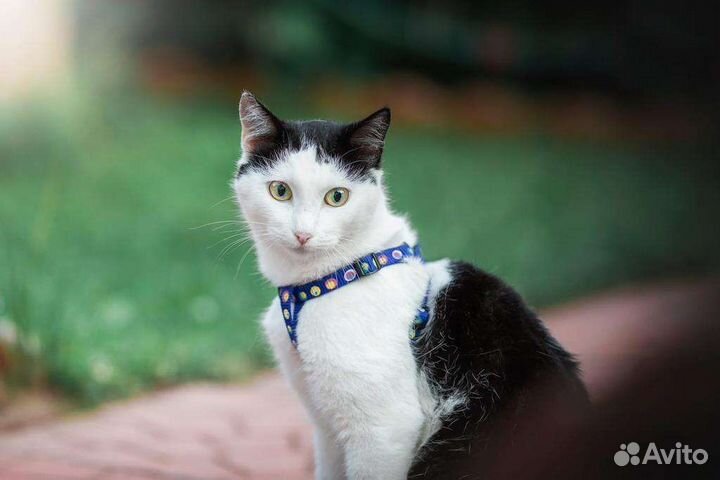 Удивительная кошечка в дар