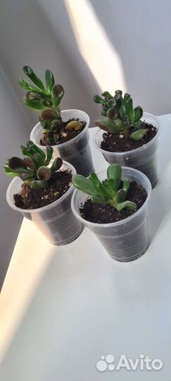 Суккуленты