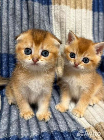 Шотландские котята