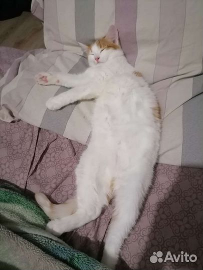 Котик-невдупленыш в самые нежные и добрые ручки