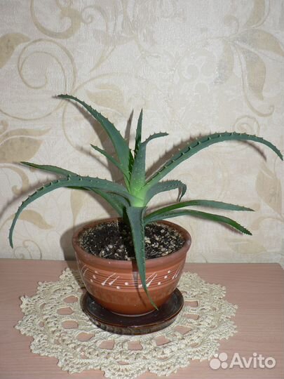 Алоэ столетник