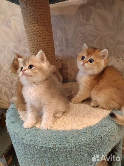 Британские золотые котята