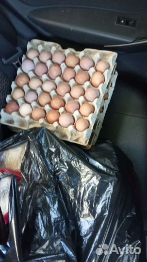 Домашний бройлер, яйцо