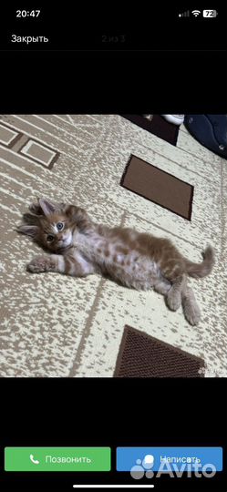 Котенок мэйнкун бесплатно