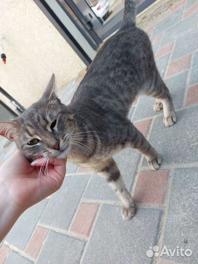 Кот в добрые руки