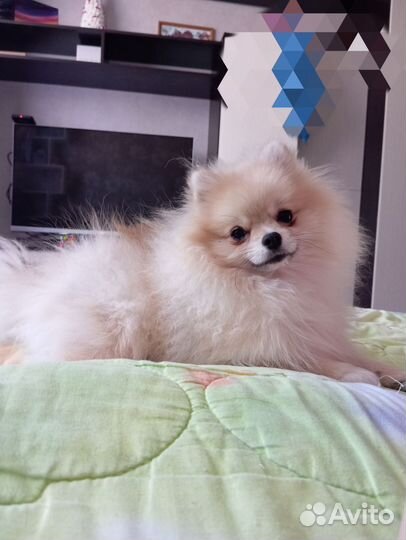 Померанский шпиц