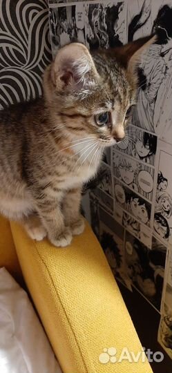 Котёнок маленький