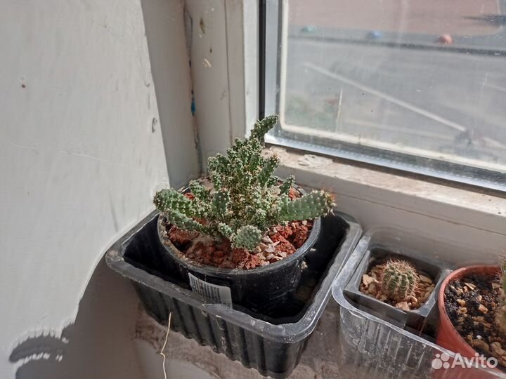 Детки и отростки кактусов отправлю в ваш город