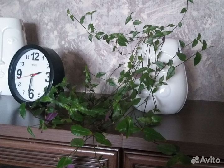 Традесканция Фата невесты