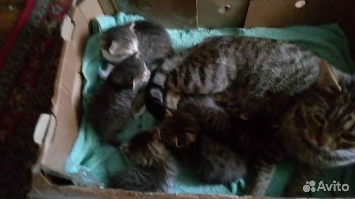 Котята