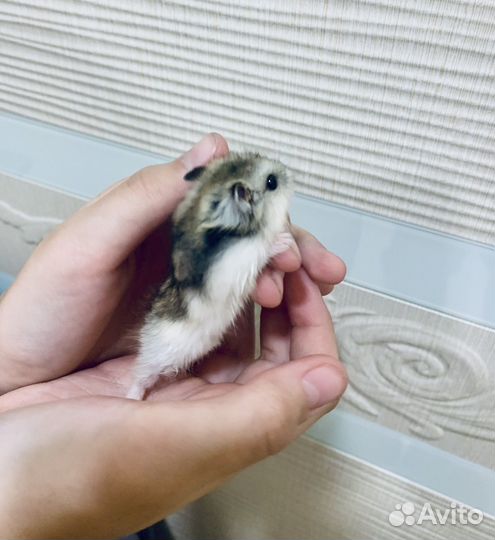 Хомики джунгарики