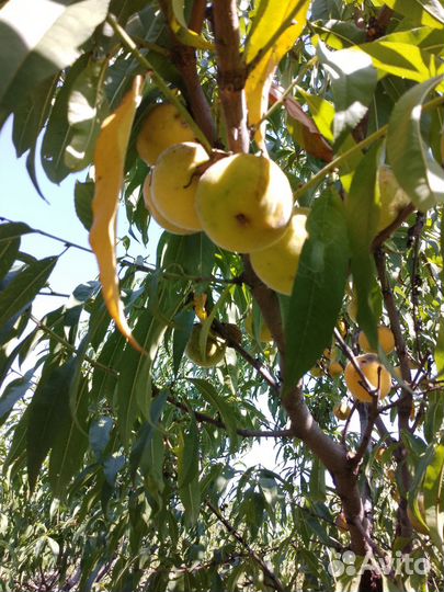 Персик дерево