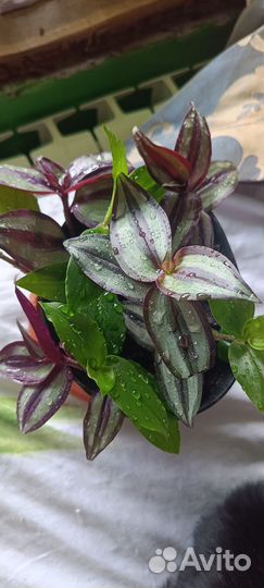 Традесканция зебрина и обычная