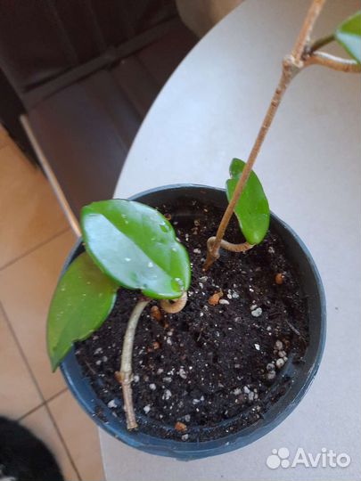 Хойя Карноза