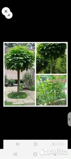 Спирея,почвопокровники