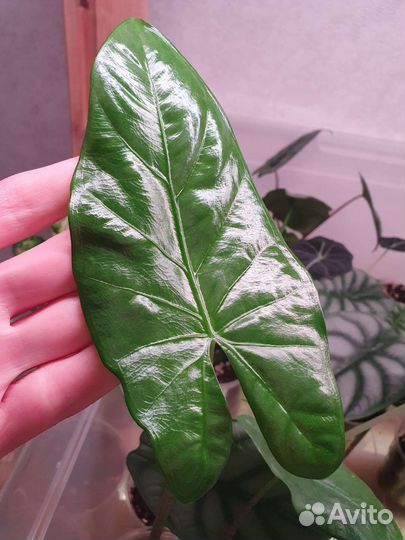 Алоказия алоказии