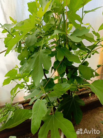 Саженцы инжира