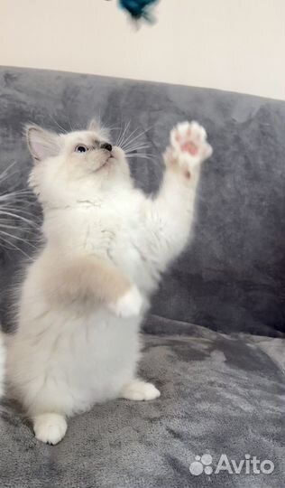 Котята рэгдолл