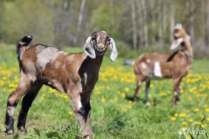 Продаются козы, козлята