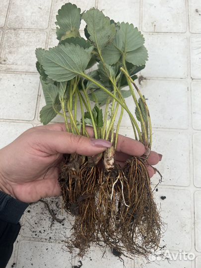 Ремонтантные сорта клубники