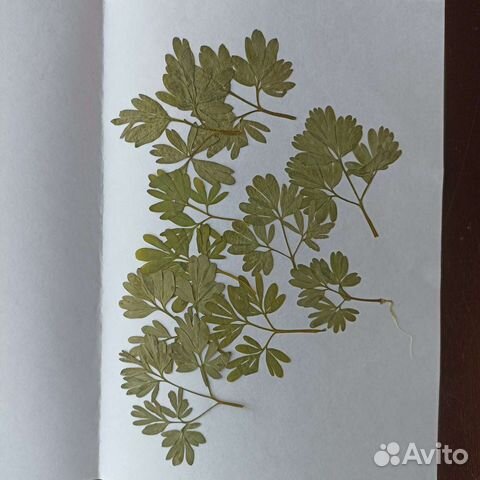 Засушенные цветы. Гербарий