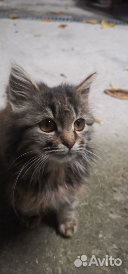 Котенок (кошечка)