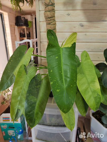 Филодендрон имбе вайт марбл