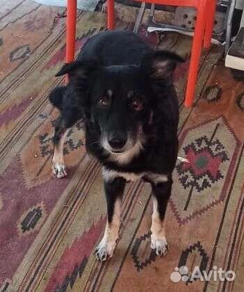 Малыш остался без дома