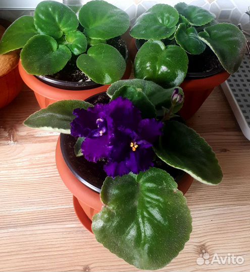 Спатифилум, Фиалка, Алое-вера, Мята, Крассула)