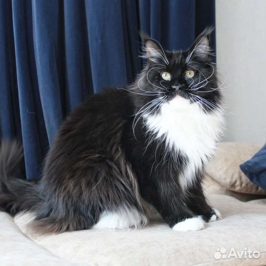 Кошки мейн-кун