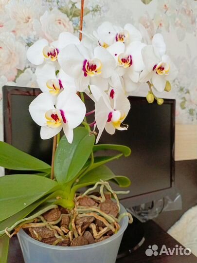 Орхидея фаленопсис