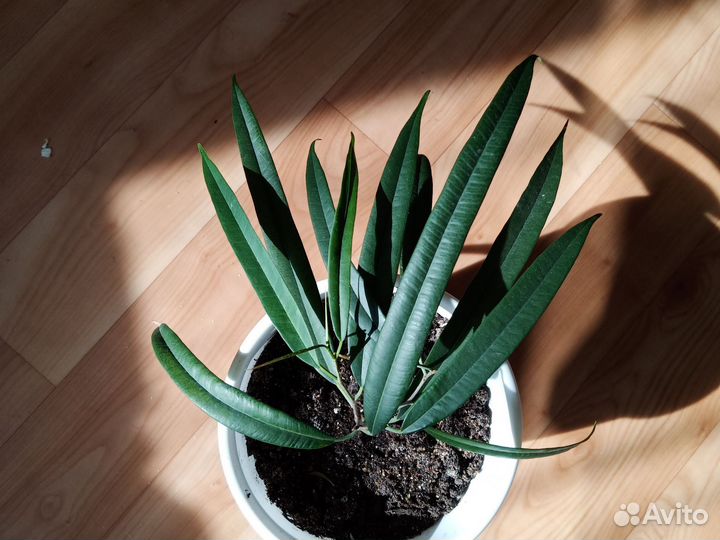 Комнатный цветок Фикус Али