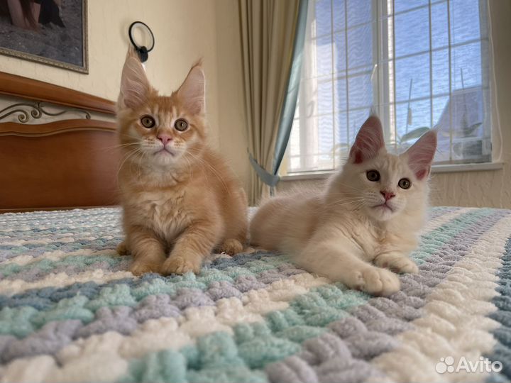 Осенние котики